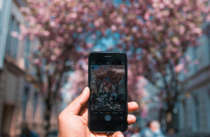 cilvēks ar telefonu fotografē ziedošu koku